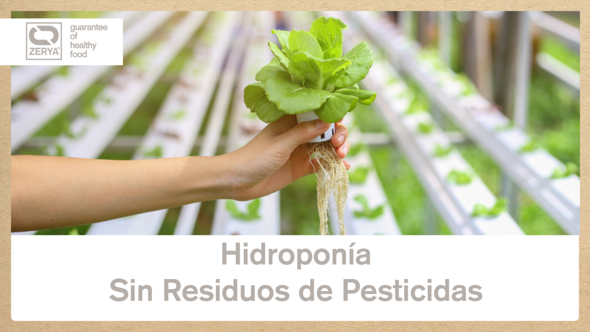 Sin Residuos Zerya hidroponia